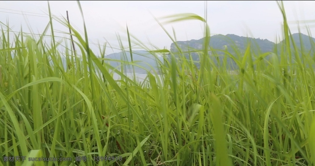 远山高清合集 风吹草动 风吹 草动 湖面 远山 房屋 绿草 2015 自然景观 多媒体 实拍视频 自然风光 mov