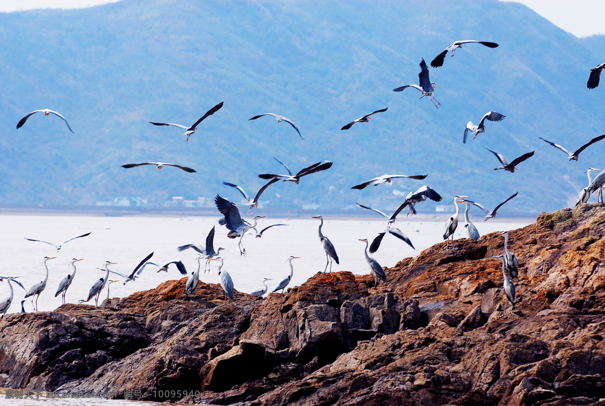 海鸟写实 鸟写实 海滩海鸟摄影 高清白鹭 鸟类 生物世界 黑色