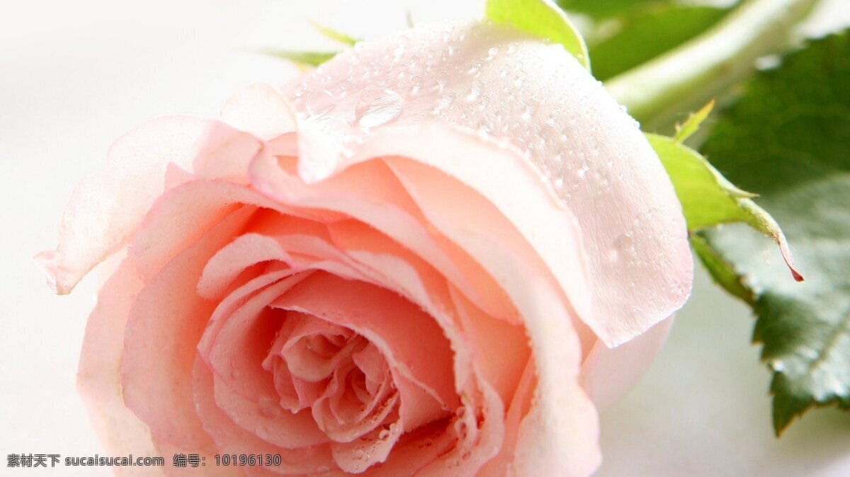 唯美 粉色 玫瑰花 高清 花朵 花卉 花枝 玫瑰