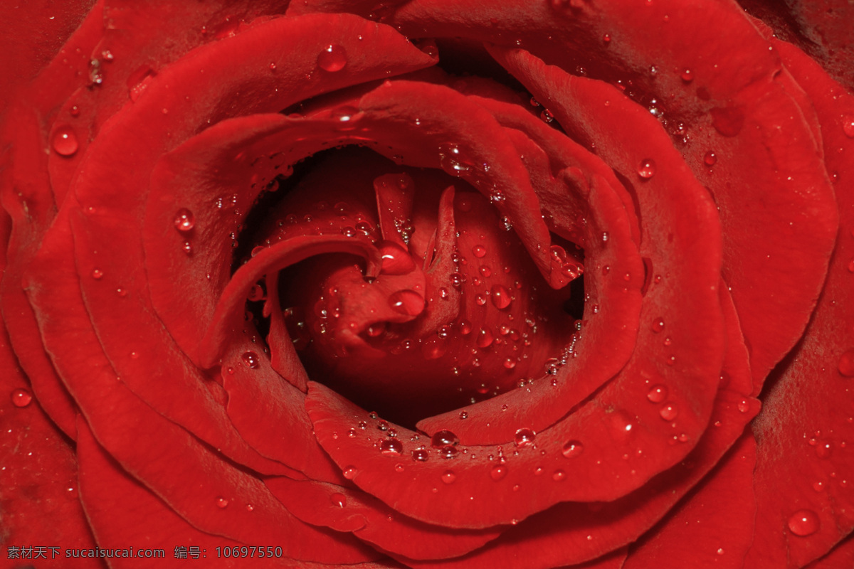 唯美 红色 玫瑰花 背景 红玫瑰 玫瑰 花朵 鲜花 摄影图 商用 文艺 照片