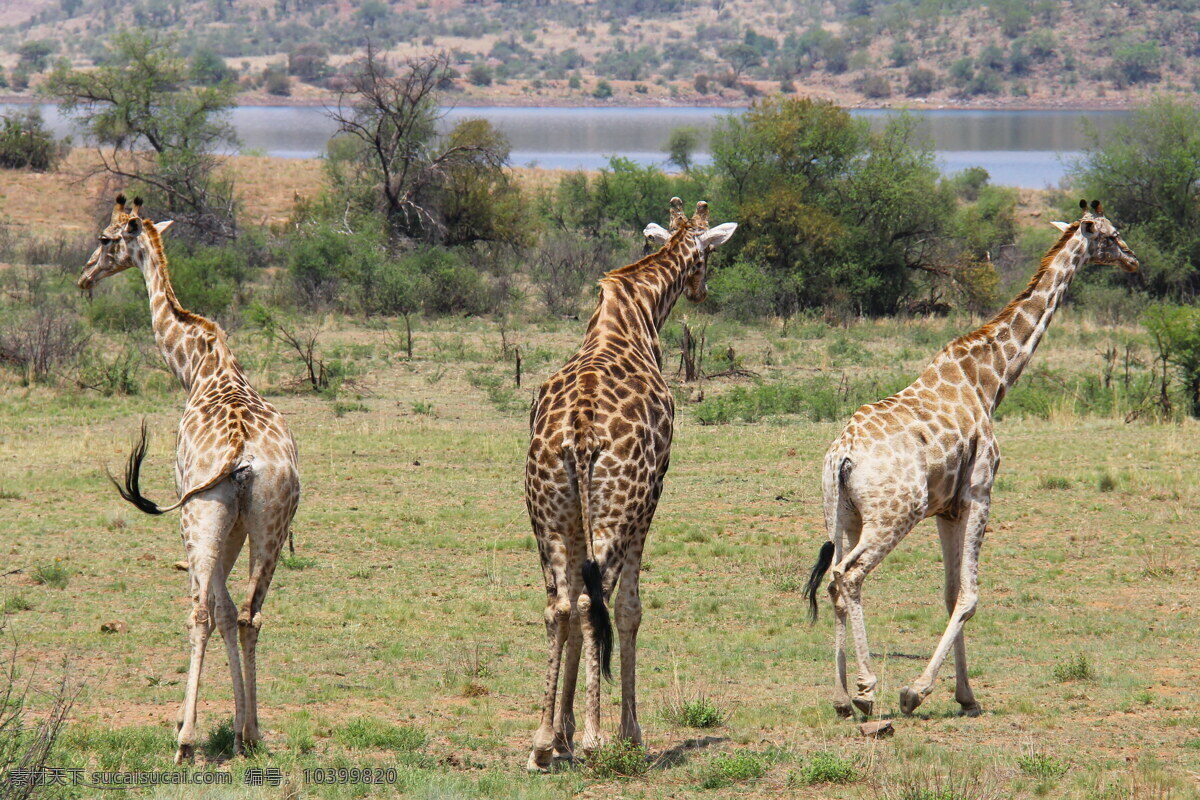 草原 上 长颈鹿 高清 鹿 长脖鹿 麒麟鹿 三只 长颈鹿家庭