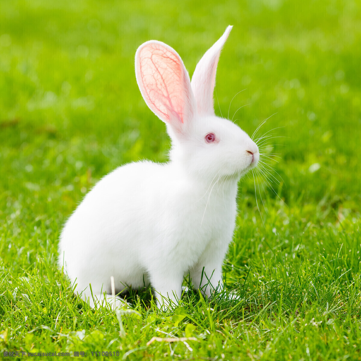 唯美 可爱 动物 兔子 小白兔 宠物 宠物兔子 萌兔 可爱兔子 兔兔 可爱小兔 生物世界 家禽家畜