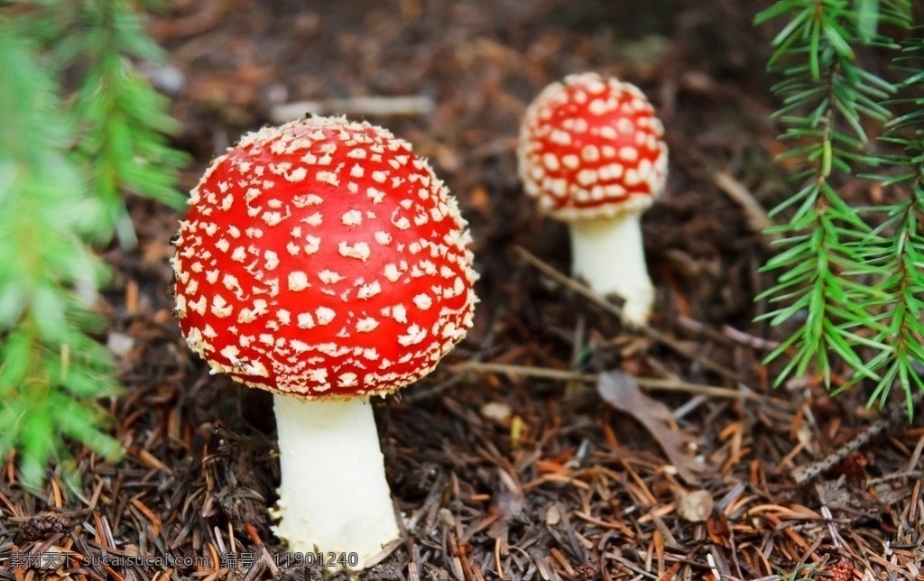 蘑菇 红色蘑菇 有毒 有毒蘑菇 树林 摄影图 生物世界 其他生物