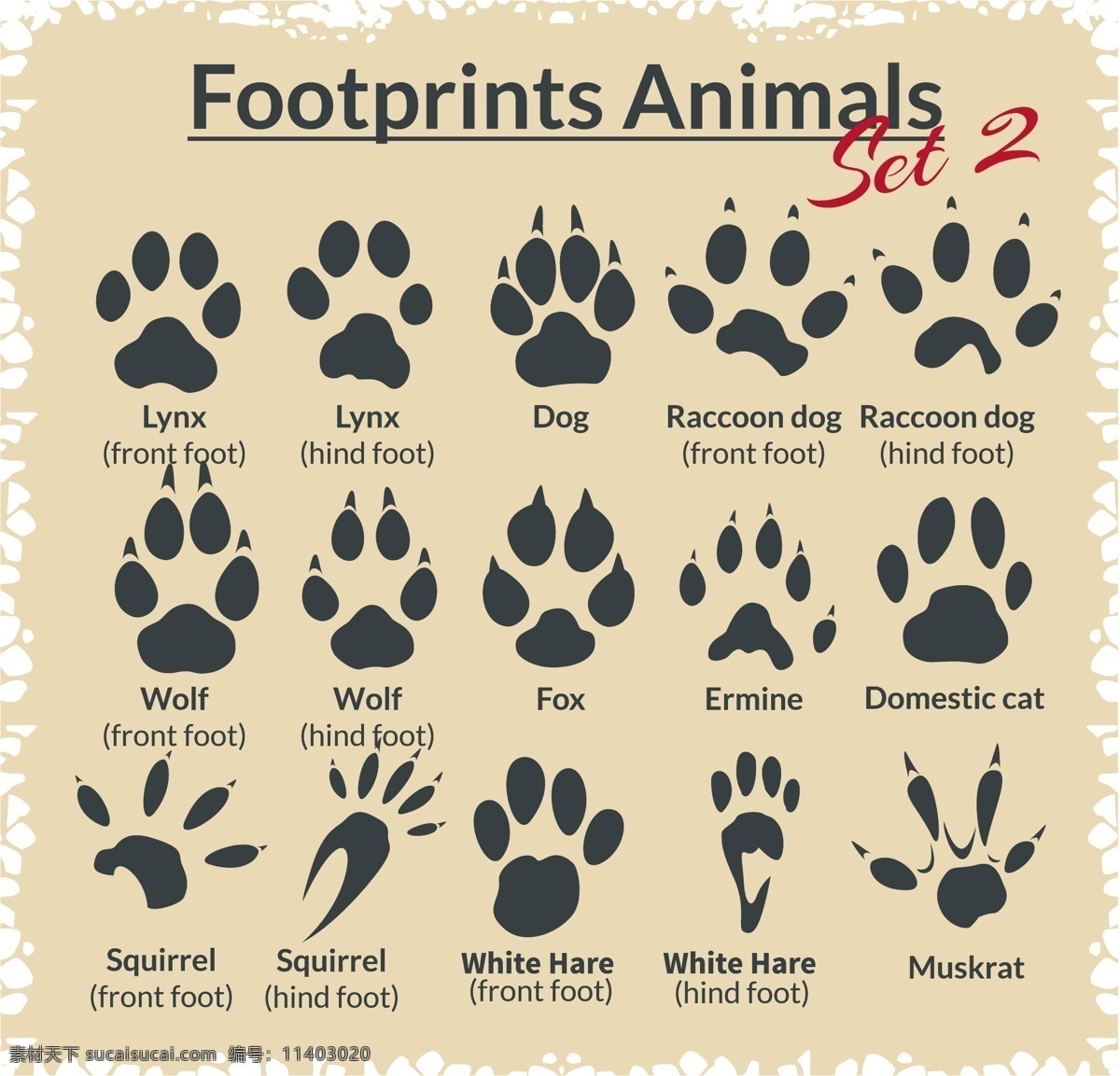 各种 动物 脚印 图案 矢量