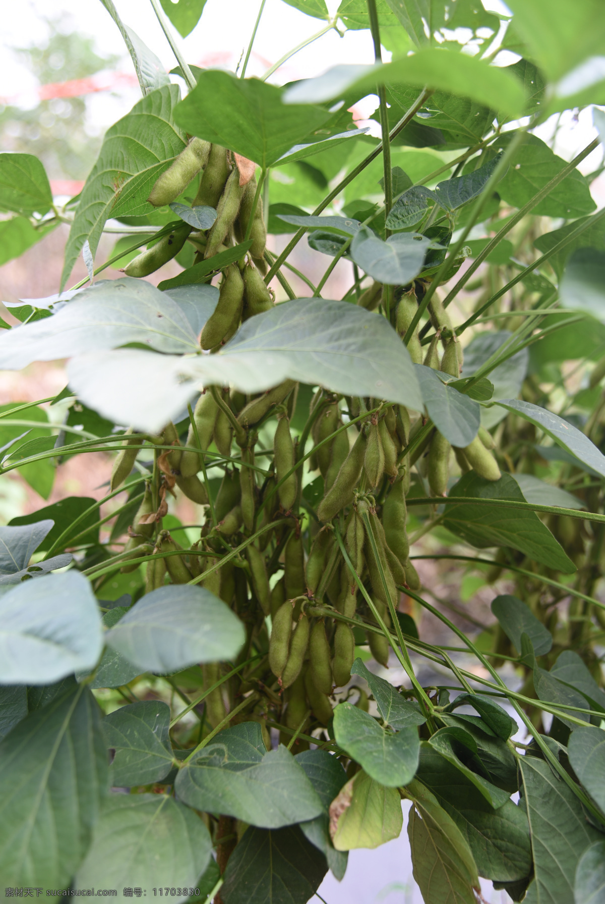 豆 毛豆 大豆 食品 豆类 毛豆藤 生毛豆 生物世界 蔬菜