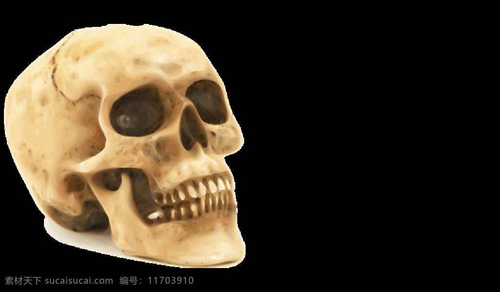 人 头骨 结构 免 抠 透明 图 层 结构图 人类头骨 真人头骨 人体头骨 人头骨三视图 石膏头骨 人头骷髅 人物骷髅 骷髅图片 死人头骨