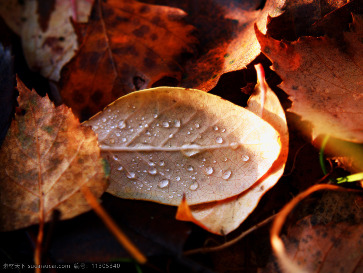 苍凉 露水 树叶 落叶素材 雨滴 背景图片