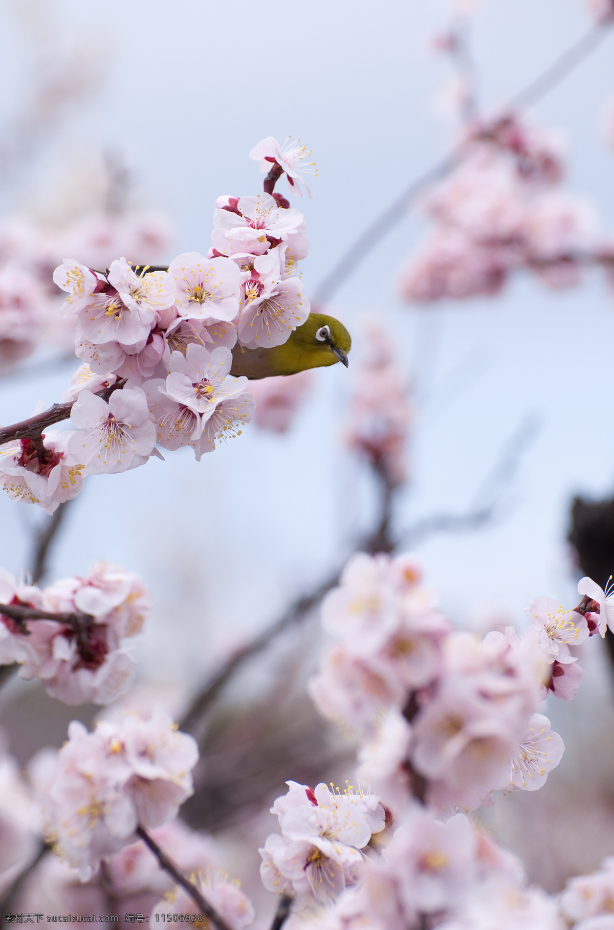 春 櫻 攝 影 春天 櫻花 鳥 背景图片