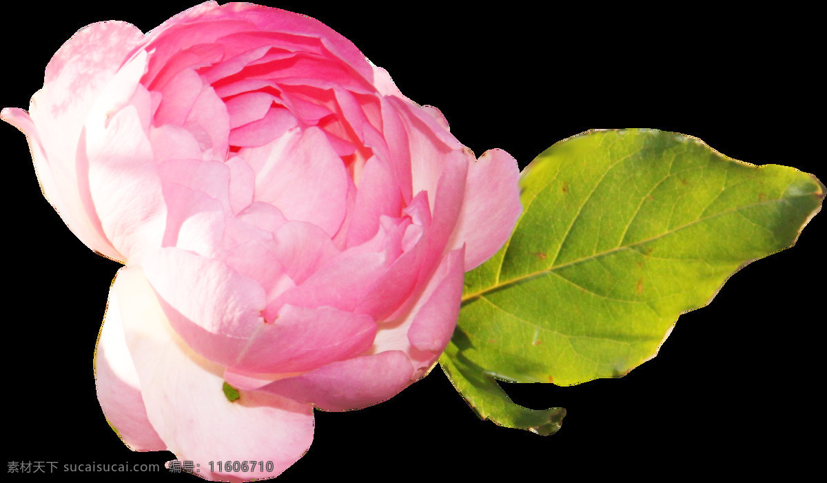 新鲜 花束 免 扣 花朵 花朵元素 精美花朵 情人节 元素 手绘花 鲜花元素 香槟玫瑰 装饰