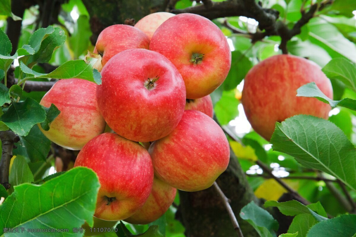 树枝上的苹果 树枝 苹果 苹果树 果树 红色苹果 成熟 果实 摄影图 生物世界 水果