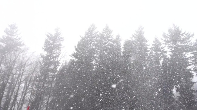 视频背景 实拍视频 视频 视频素材 视频模版 大雪纷飞 树林 树林视频