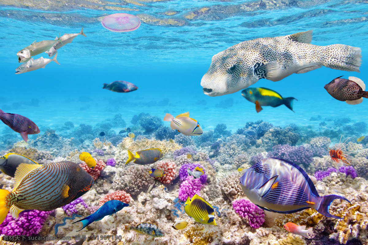 海底鱼群摄影 海洋海边 自然风光 海底世界 鱼群 珊瑚 自然景观 青色 天蓝色