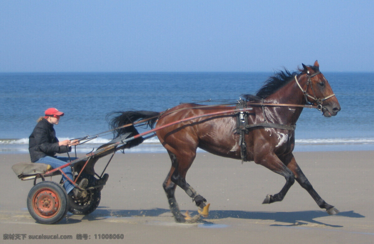 海滩 奔跑 飞溅 高清 海边 海浪 海水 骏马 马车 滩 水花 水滴 水流 溅起 野生动物 生物世界 psd源文件