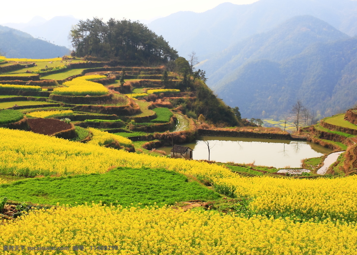 油菜花田 油菜花 梯田 黄色 远山 农田 旅游照片 自然景观 田园风光