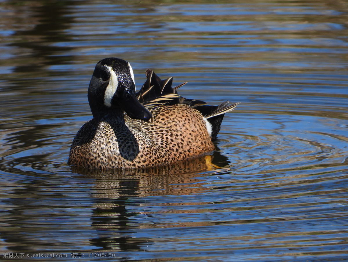 蓝翼水鸭 蓝翼 水鸭 池塘 水 鸭子 摄影库 生物世界 野生动物