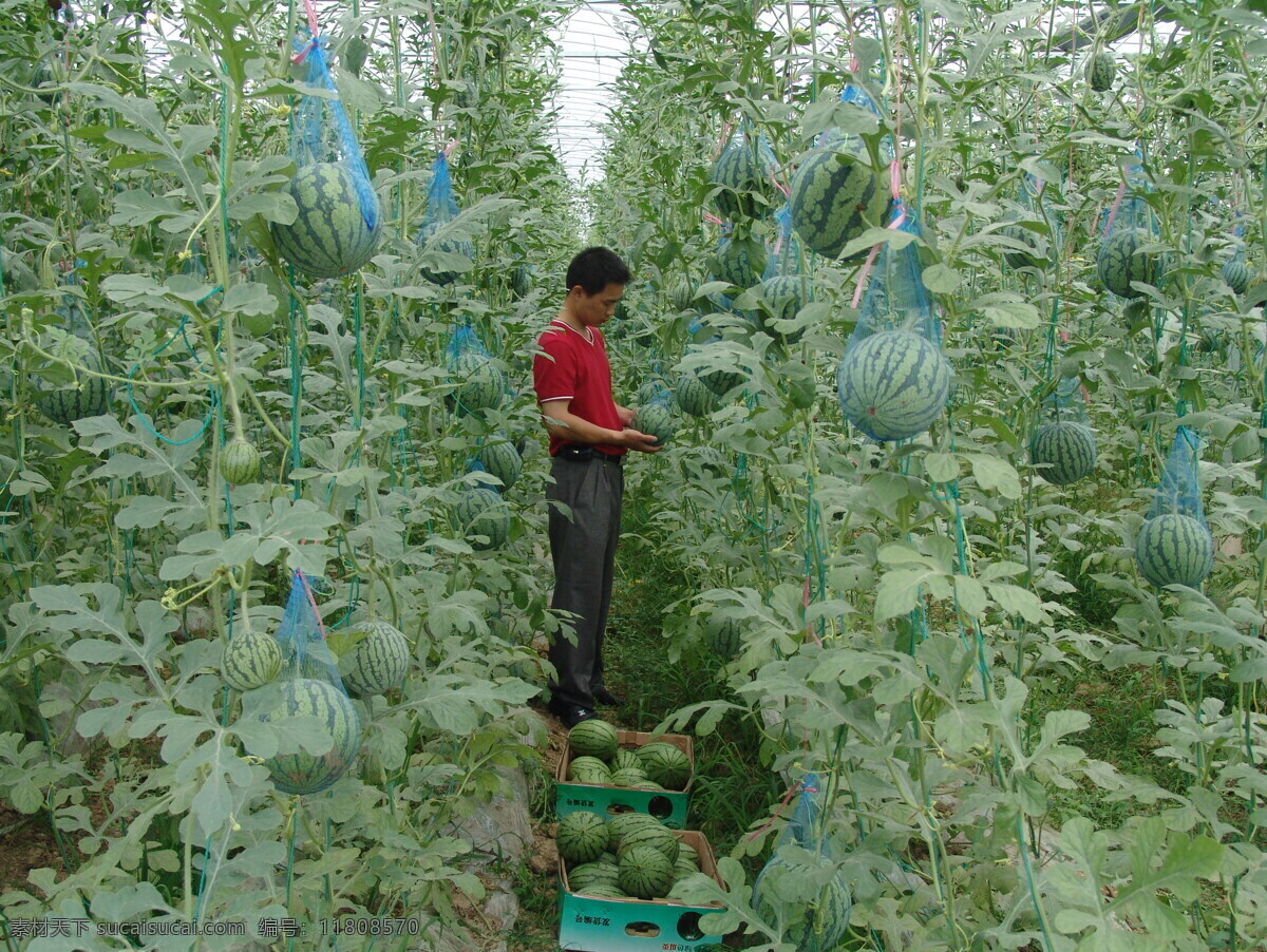 大棚西瓜 农业 大棚 西瓜 蔬菜 收获 田园风光 自然景观