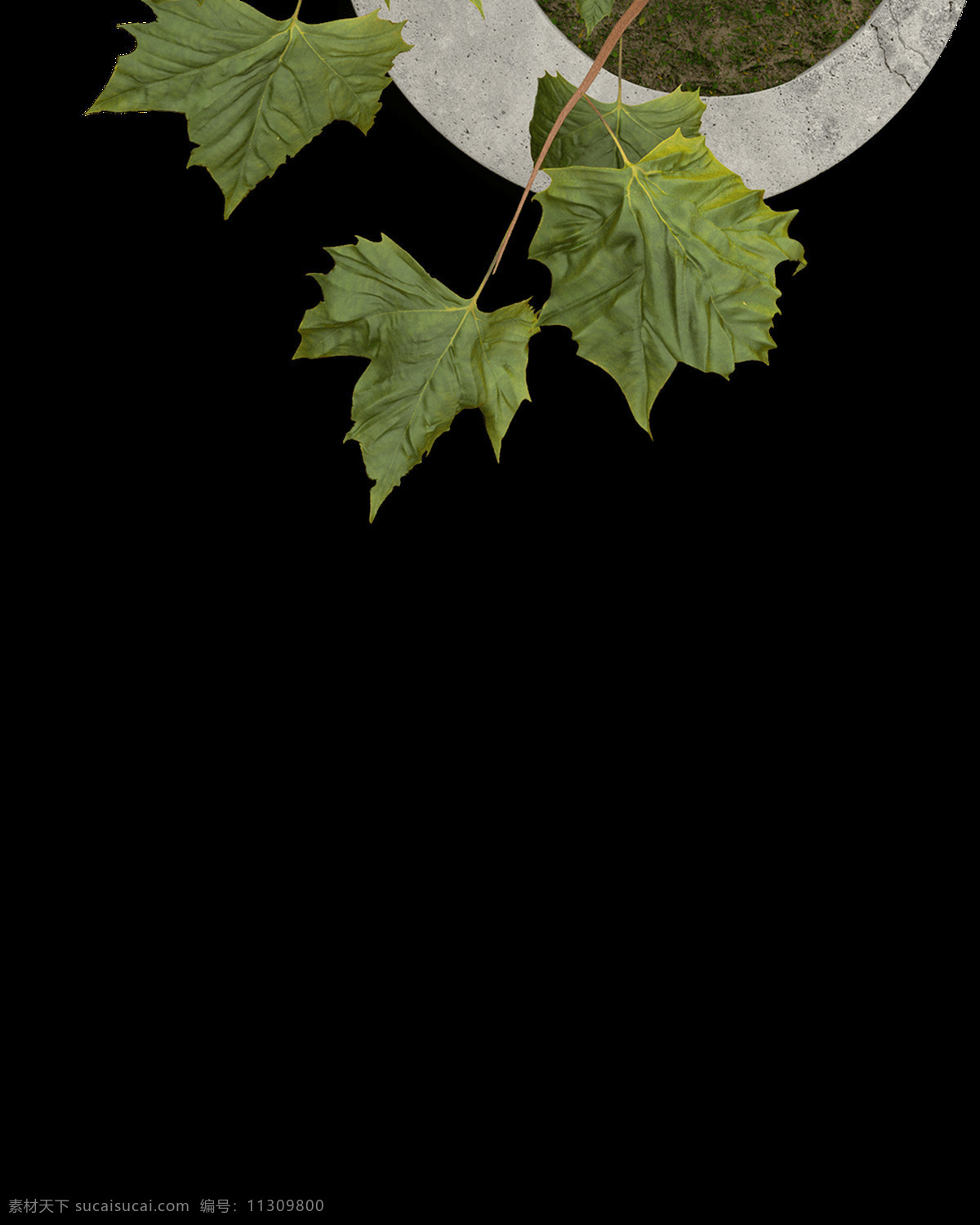 家装 盆栽 植物 树叶 透明 海报设计装饰 抠图专用 设计素材 淘宝素材 透明素材 装饰 装饰图案