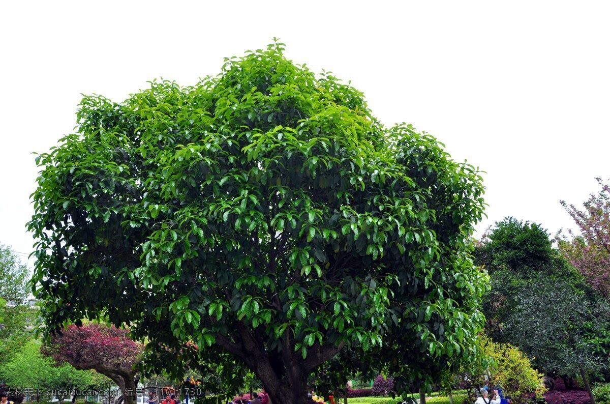 桂花树 香洲广场 湖南 怀化 鹤城区 树木树叶 生物世界 白色