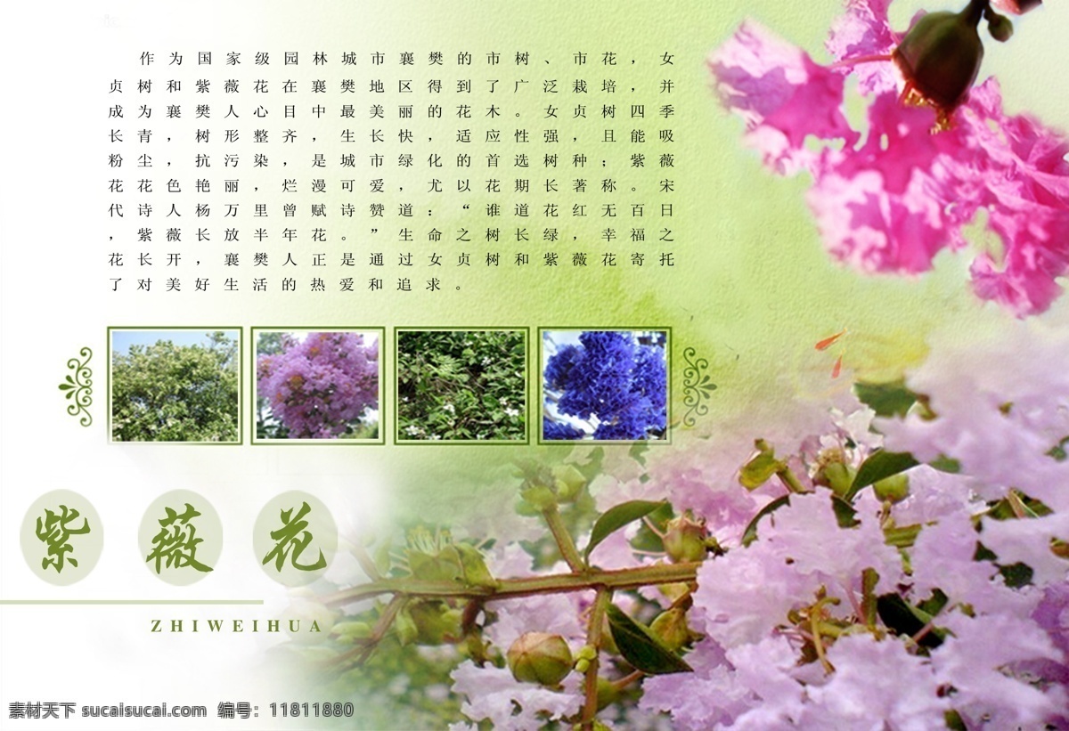 市花宣传画册 紫薇花 树叶 花纹 边框 广告设计模板 画册设计 源文件库