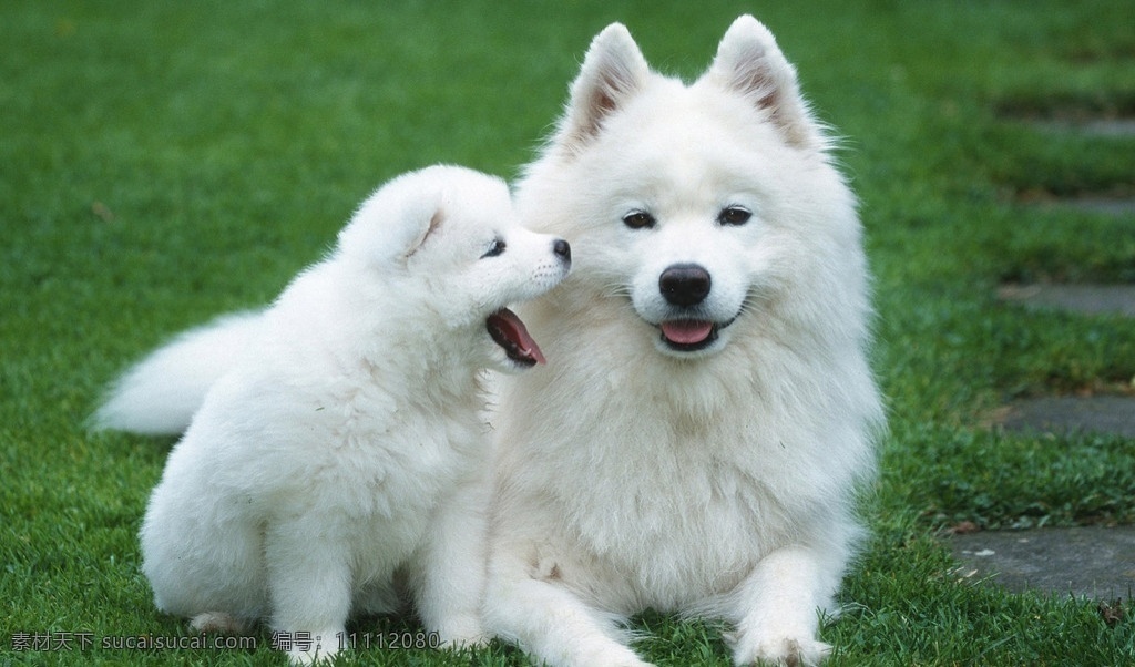 萨摩耶母子 萨摩耶 萨摩 白色 狗狗 小白 天使的微笑 草地 家禽家畜 生物世界