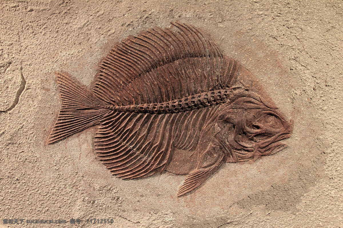螺 古代 古生物 古生物化石 恐龙化石 鱼化石 鸟化石 昆虫化石 生活百科 生活素材