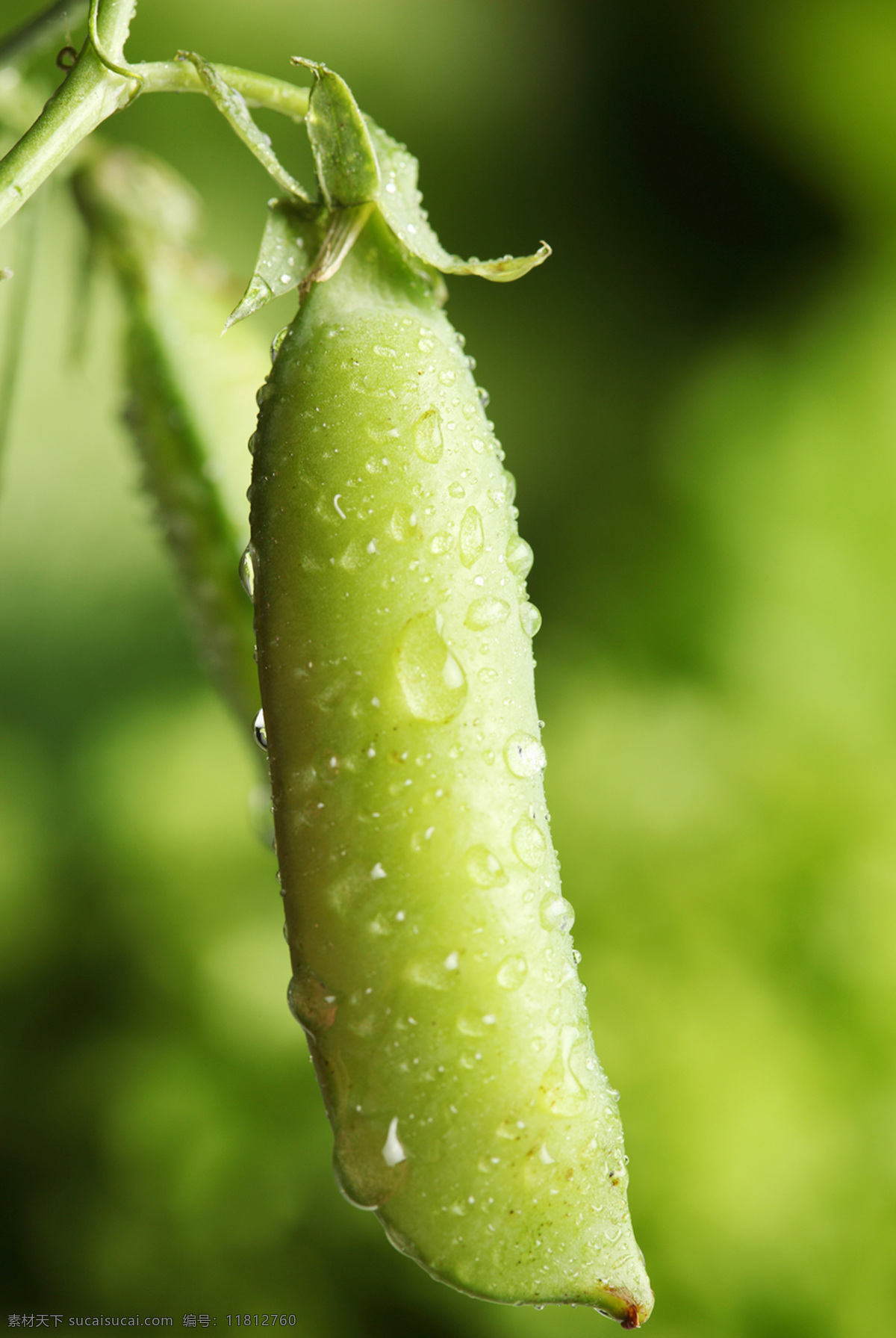 豆角 豆类 露水 露珠 农作物 生物世界 蔬菜 水珠 四季豆 晨露 刀豆 新鲜蔬菜 新鲜 高清蔬菜图 风景 生活 旅游餐饮