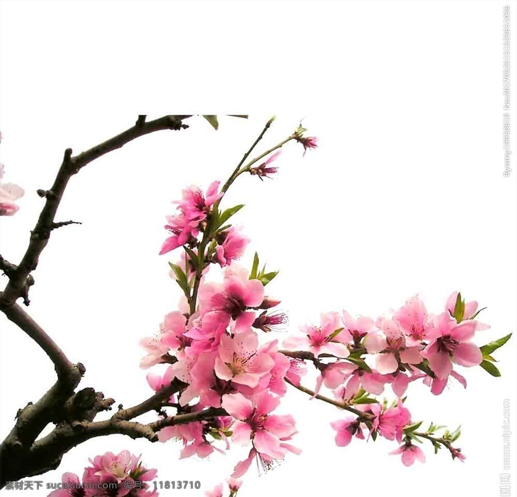 三生三世 风水 桃花 春天 桃花节 鲜花 自然景观 自然风光