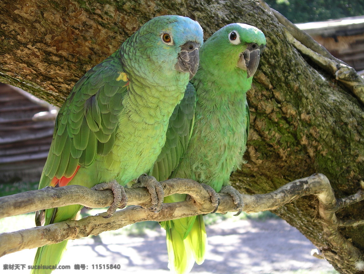 亚马逊鹦鹉 鹦鹉 八哥 鸟类 飞鸟 唯美 飞禽走兽 生物世界