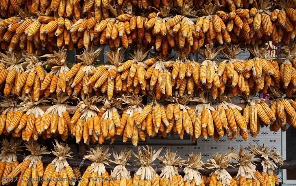 丰收玉米 农家 丰收 玉米 玉米棒子 联排 成串 晾晒 秋实 种子 秋收 富裕 其他生物 生物世界