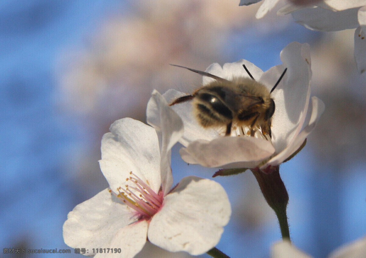 采 蜜 春天 动物 花 花草 蜜蜂 生物世界 植物 采蜜 psd源文件