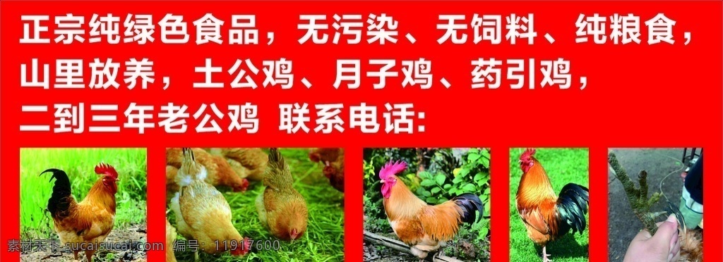 土 公鸡 宣传海报 土鸡 土公鸡 散养土鸡 溜达鸡 笨鸡