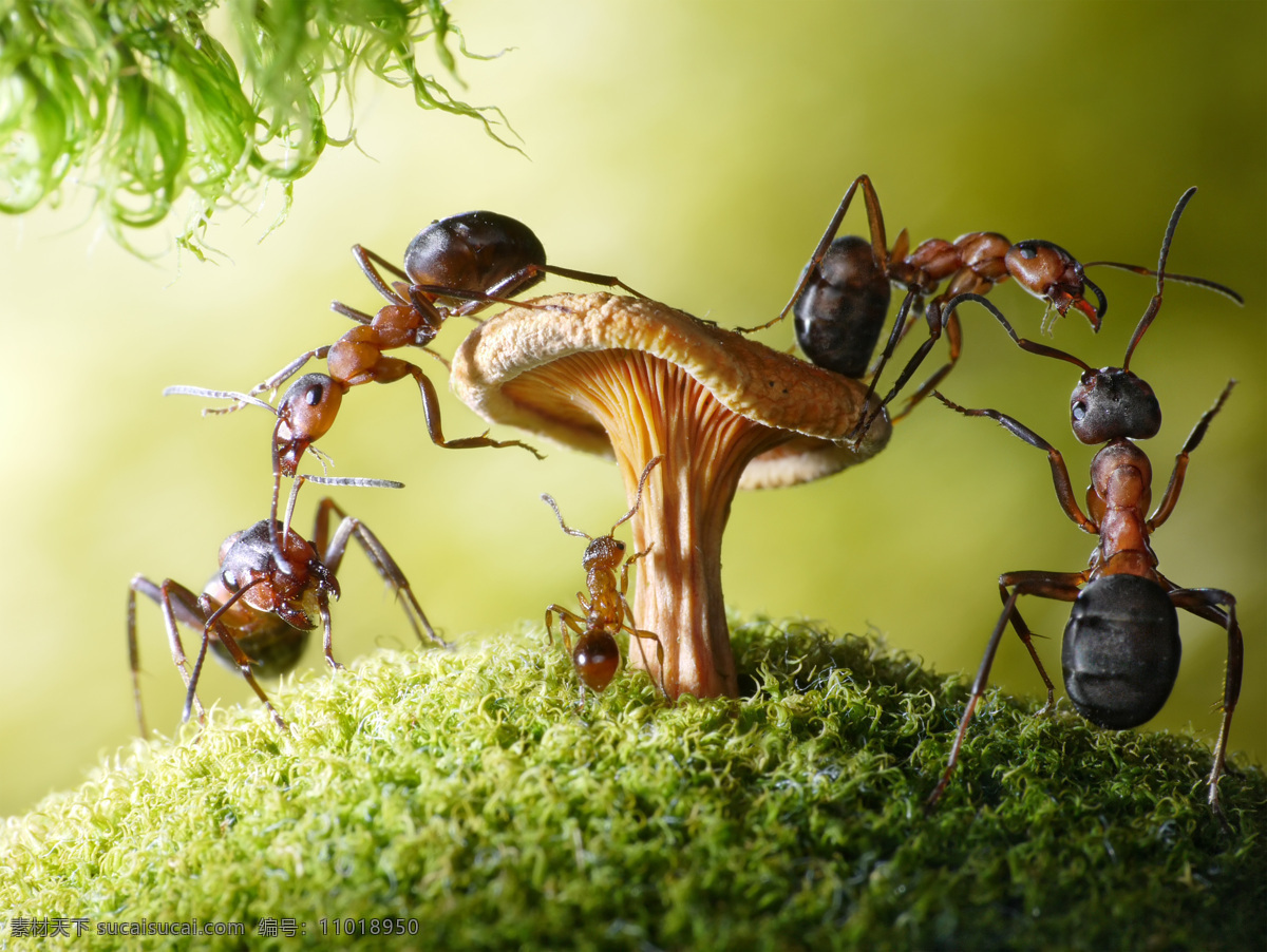 草地 上 蚂蚁 树枝 草坪 动物 昆虫世界 生物世界