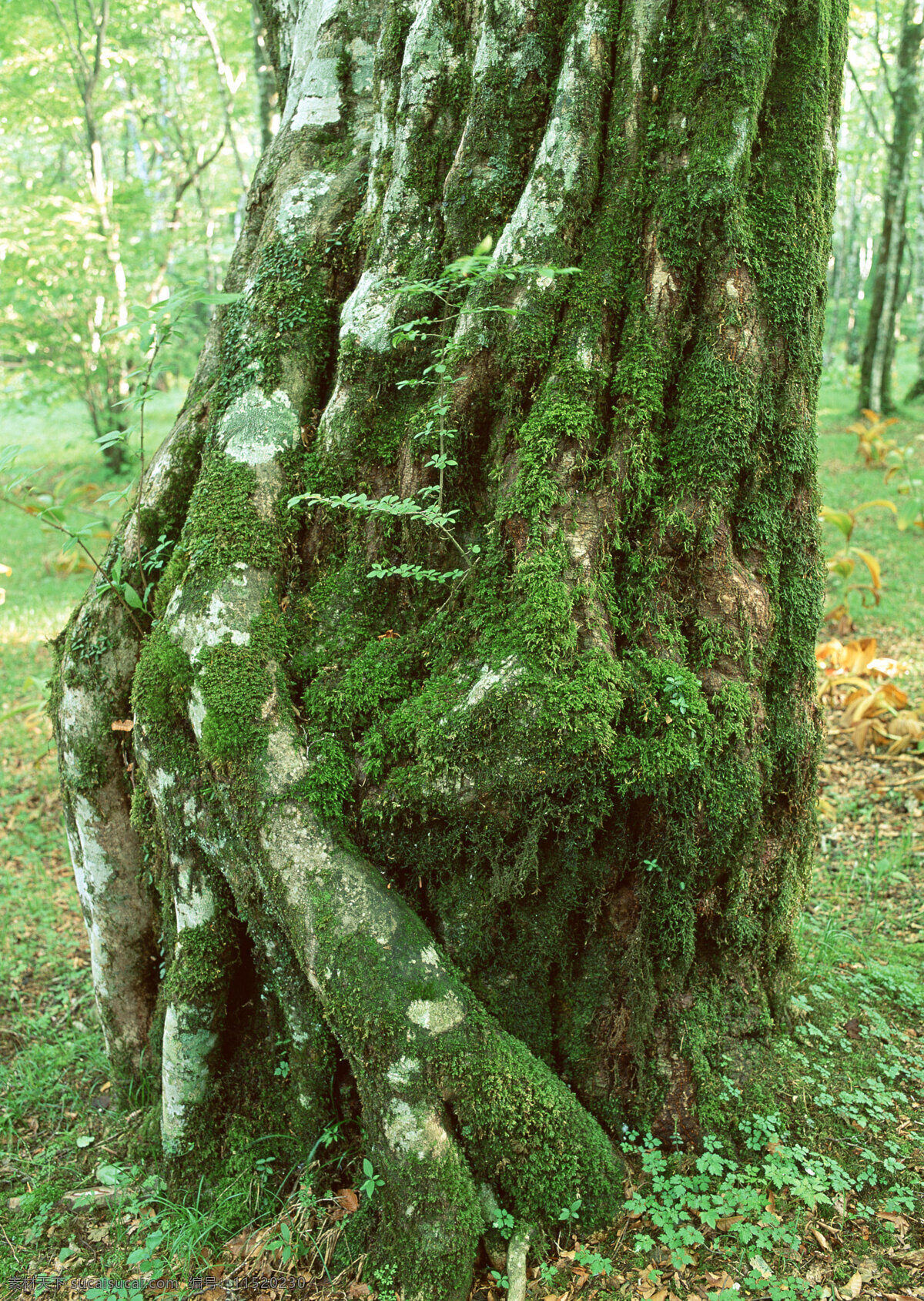 粗壮 树根 树 树木 树林 大树 树干 茂盛 大自然 森林 挺拔 浓密 花草树木 生物世界