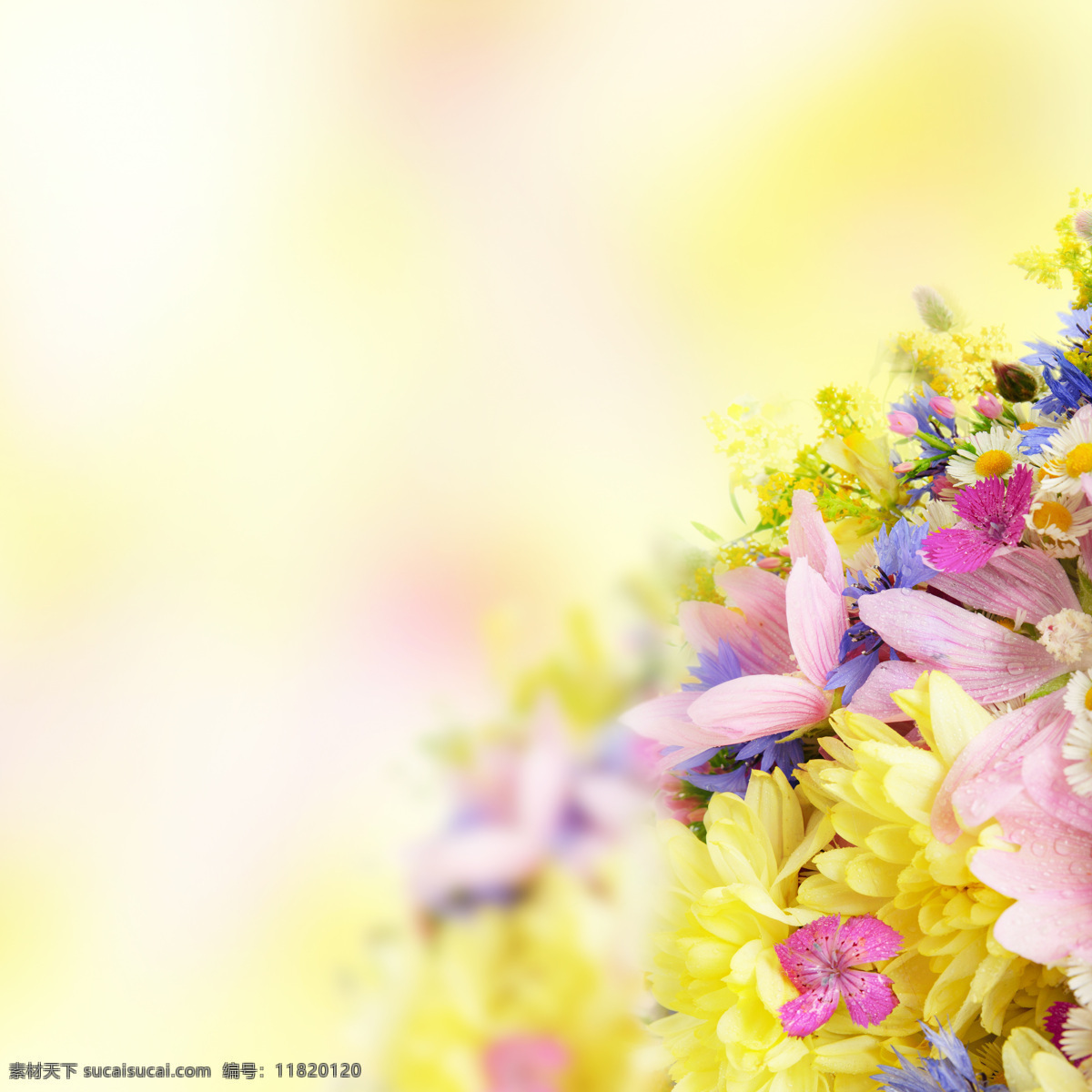 花卉摄影 花朵 鲜花 花 叶子 绿叶 花卉 鲜花摄影 花草树木 生物世界 白色