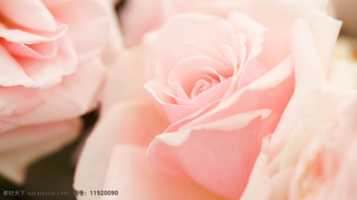 粉红色 花朵 粉色 玫瑰 鲜花 月季 风景 生活 旅游餐饮
