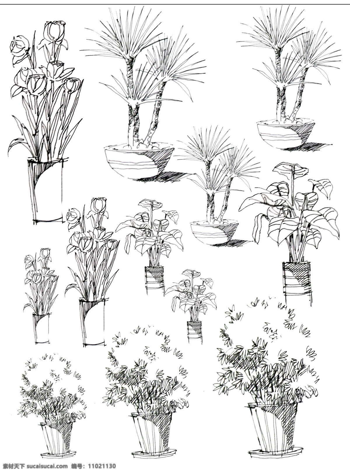 植物手绘 手绘 植物 线稿 黑白 园林景观 设计手绘 文化艺术 绘画书法