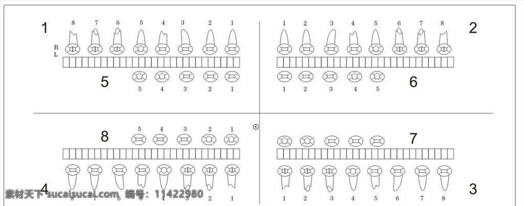 牙齿分布图 牙齿 口腔 牙齿分布 牙医用 牙齿对照图