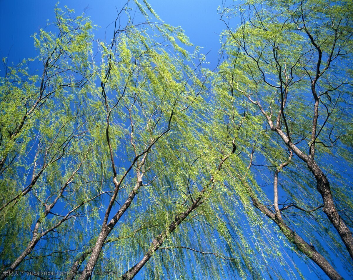 树 绿树 垂柳 柳枝 水面 柳树林 杨柳 倒影 柳条 jpg图片 自然景观 山水风景