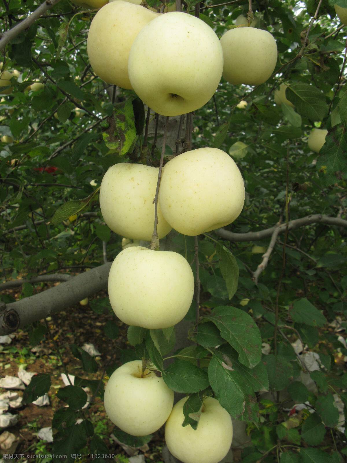 脱袋富士 苹果 结果枝吊 白苹果 田园风光 自然景观