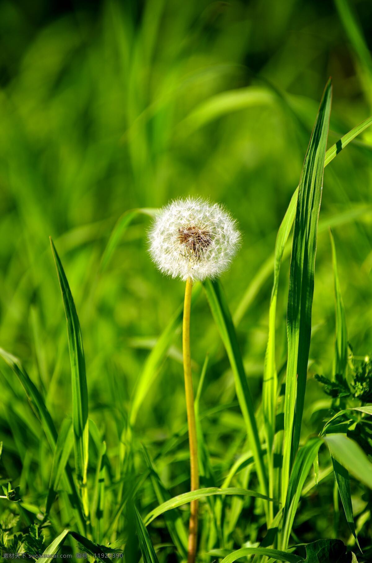 蒲公英 黄花地丁 婆婆丁 华花郎 草丛 青草 草 草地 草坪 植物摄影 生物世界 花草