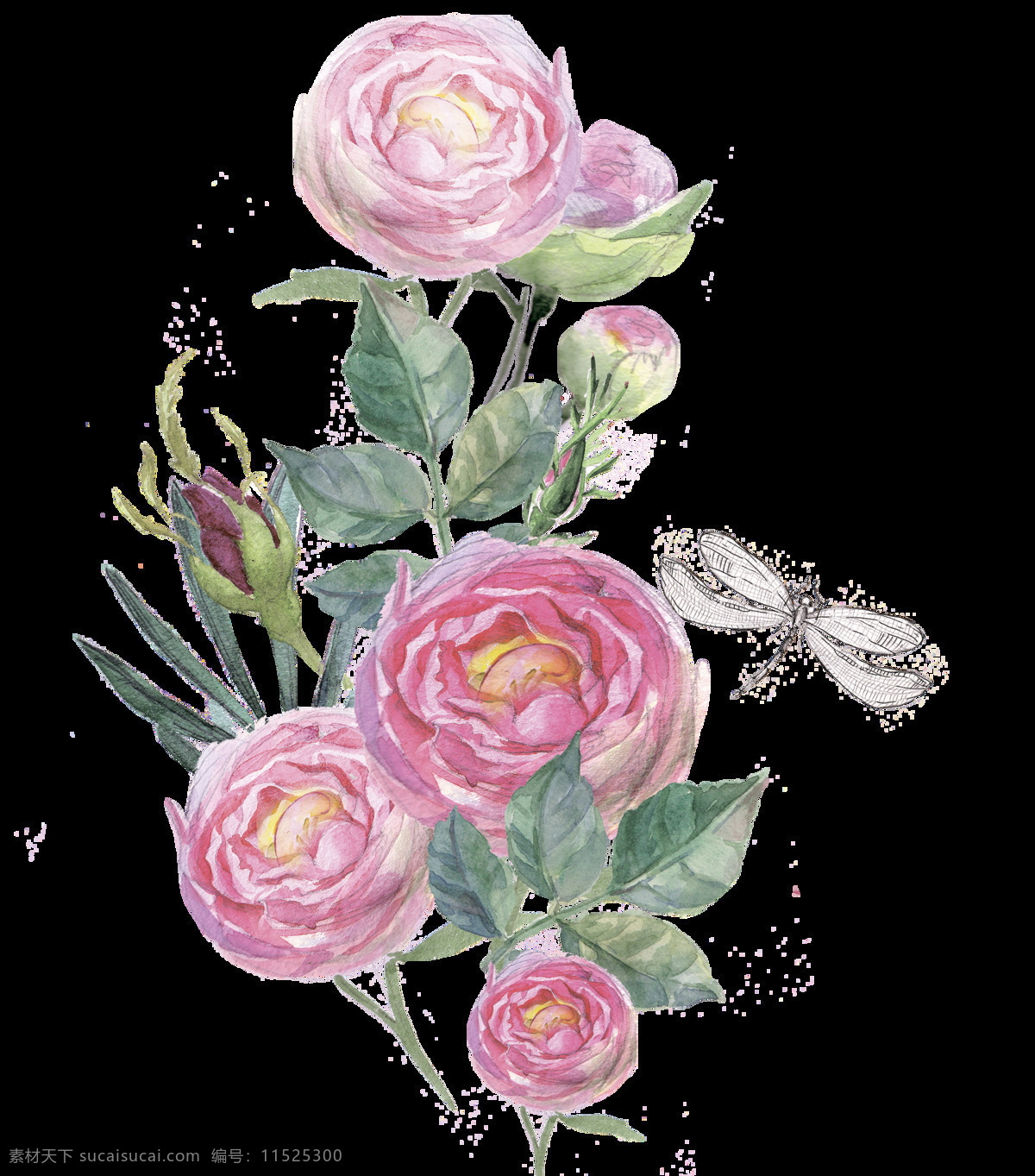 手绘 水彩 玫瑰花 透明 花苞 粉红色 玫红色 蜻蜓 叶子 透明素材 装饰图案 免扣素材