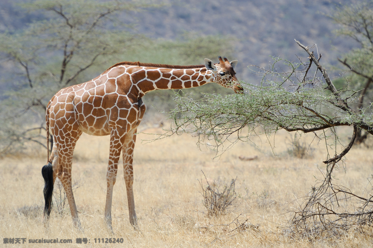 草原 上 吃食 长颈鹿 动物世界 动物摄影 非洲草原动物 陆地动物 生物世界