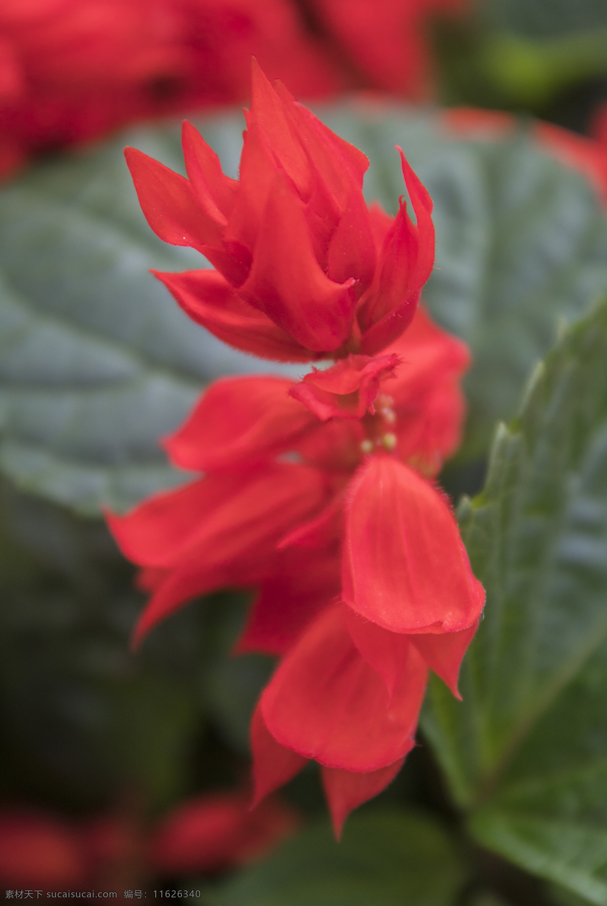 常见 鲜花 花儿 植物 花朵 红花 商用 照片 背景 风景 风光
