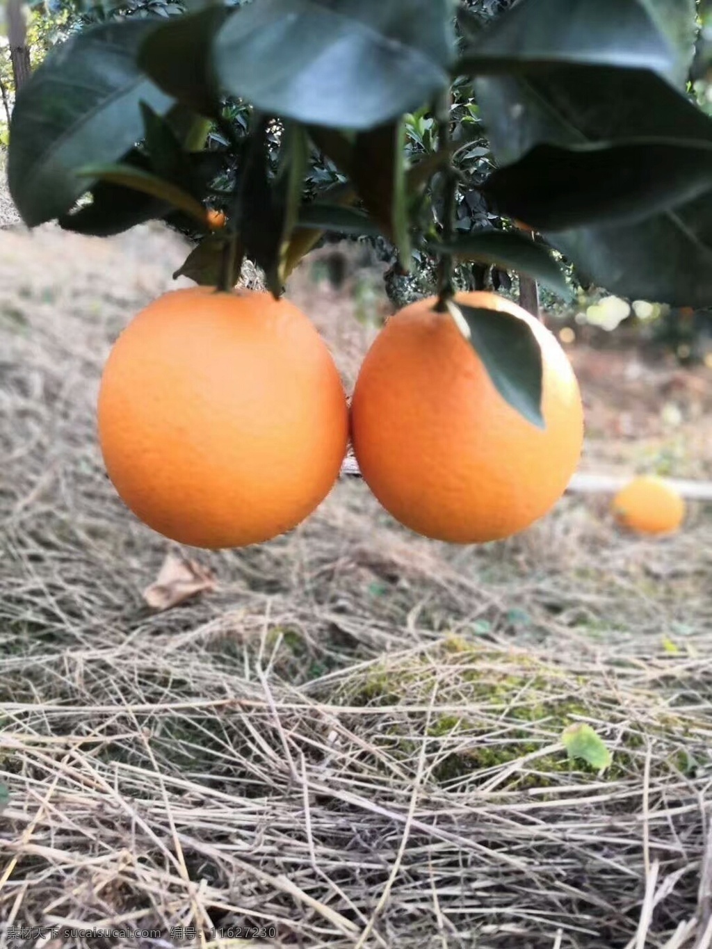 橙子 水果 果实 食品 食物 生物世界