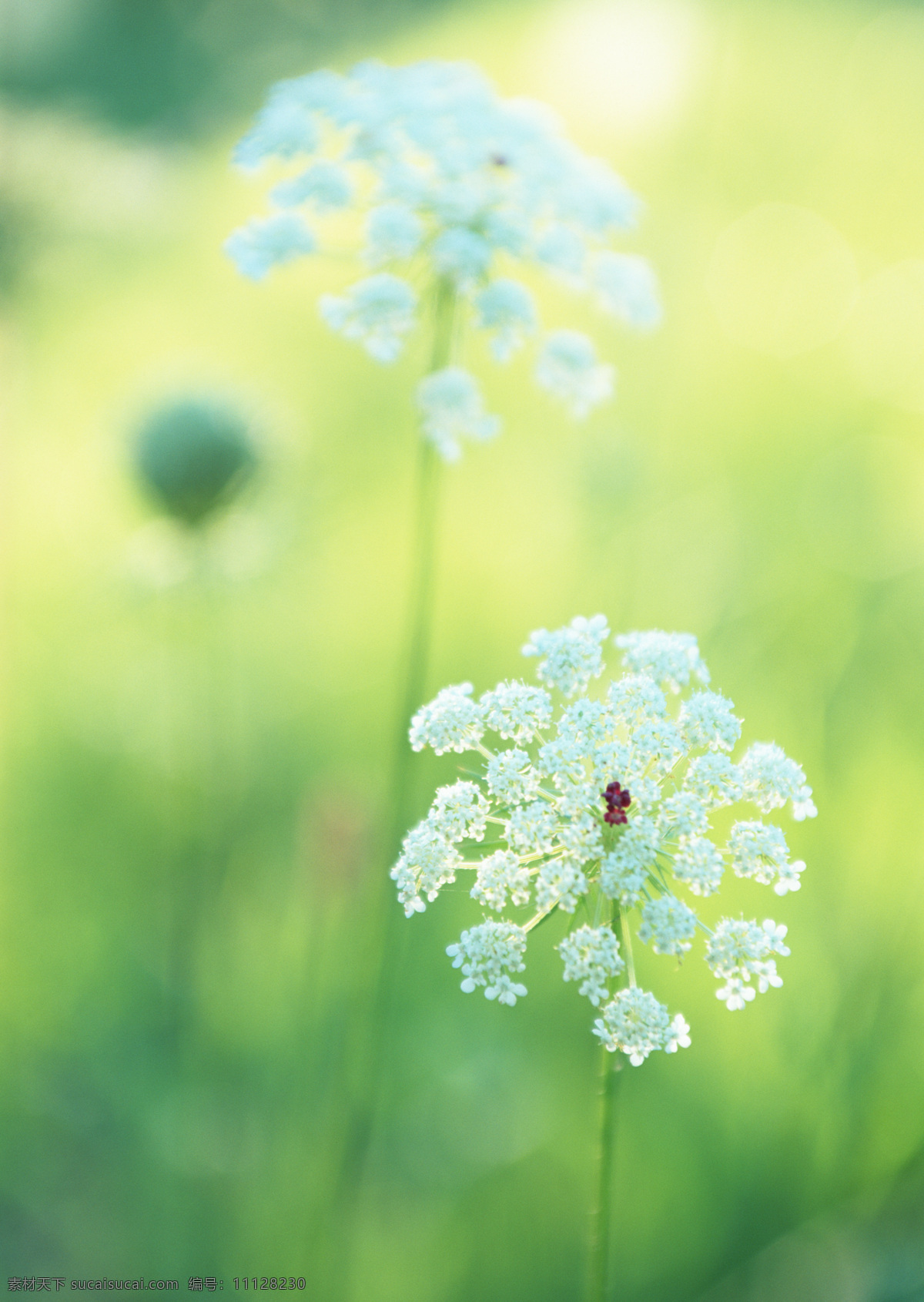 野花图片素材 春天 野花 鲜花 花朵 绿色 清新 清爽 鲜花背景 背景素材 美丽风景 摄影图 高清图片 花草树木 生物世界