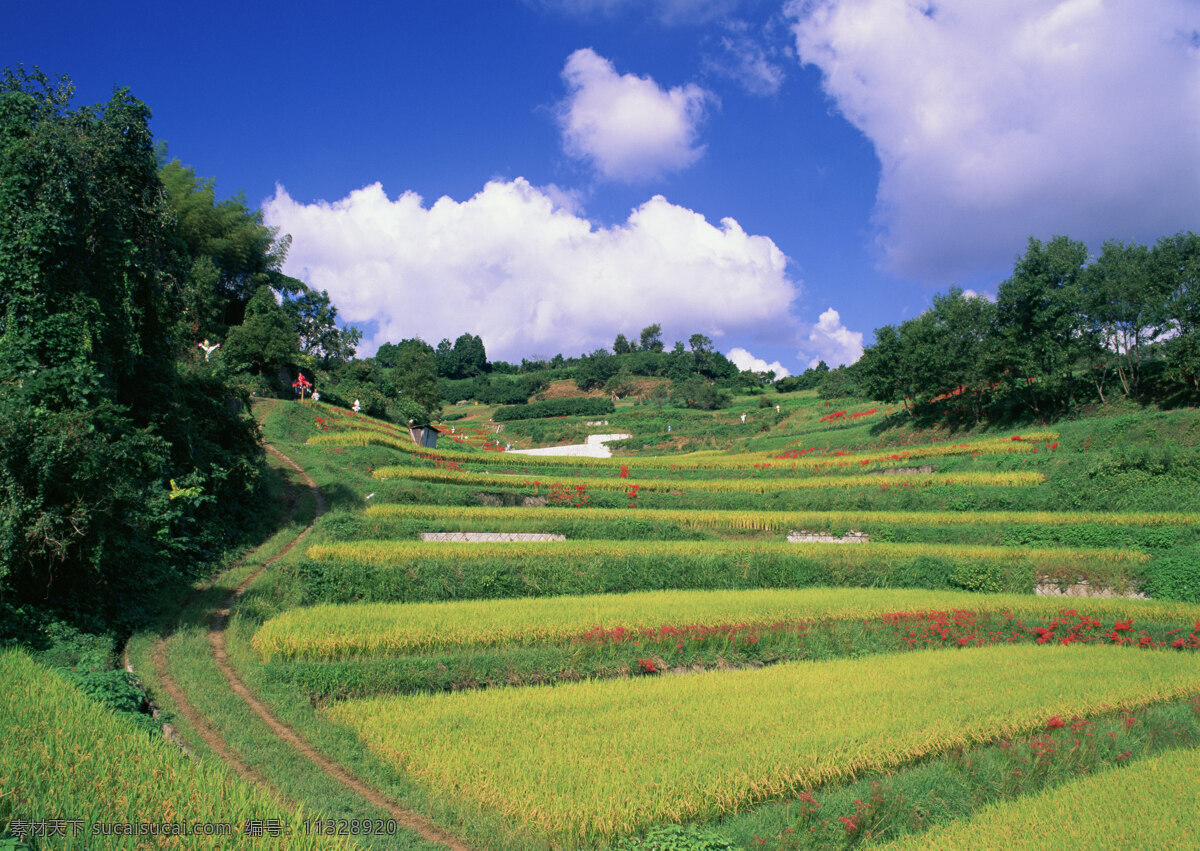 农村 稻田 风景 美丽风景 风光 景色 树木 森林 田园 农田 水稻 自然景观 山水风景 四季风景 风景图片