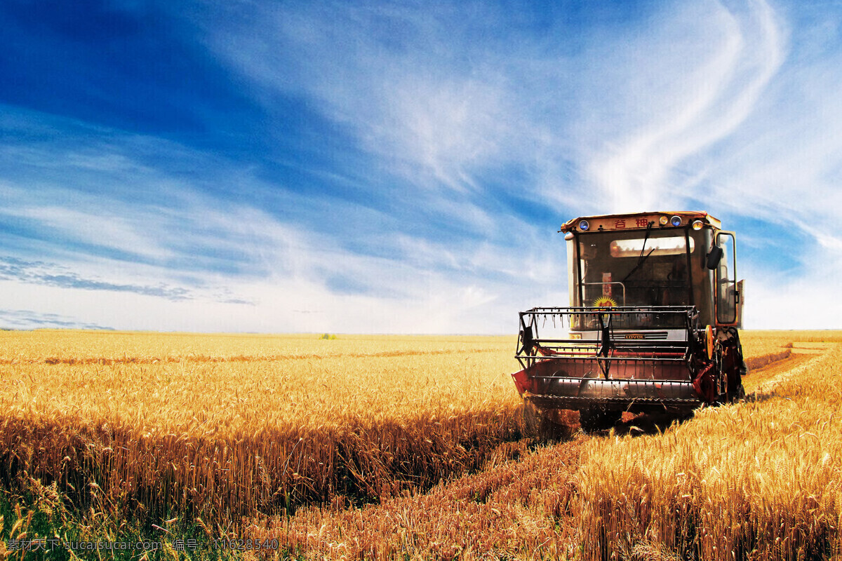 麦田 小麦 收割 丰收 收获 农田 麦子 耕种 麦穗 稻田 元素