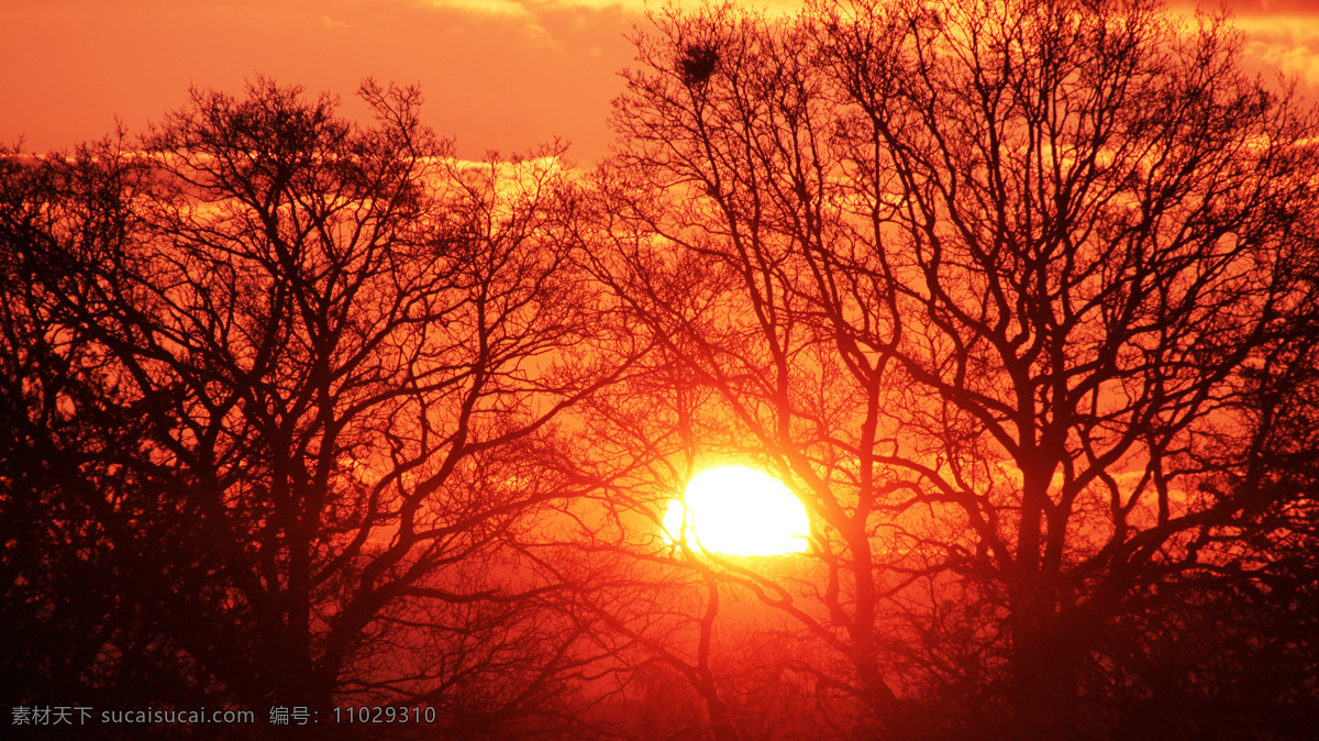 美丽 夕阳 景色 夕阳景色 落下的夕阳 树木 自然景观 自然风景