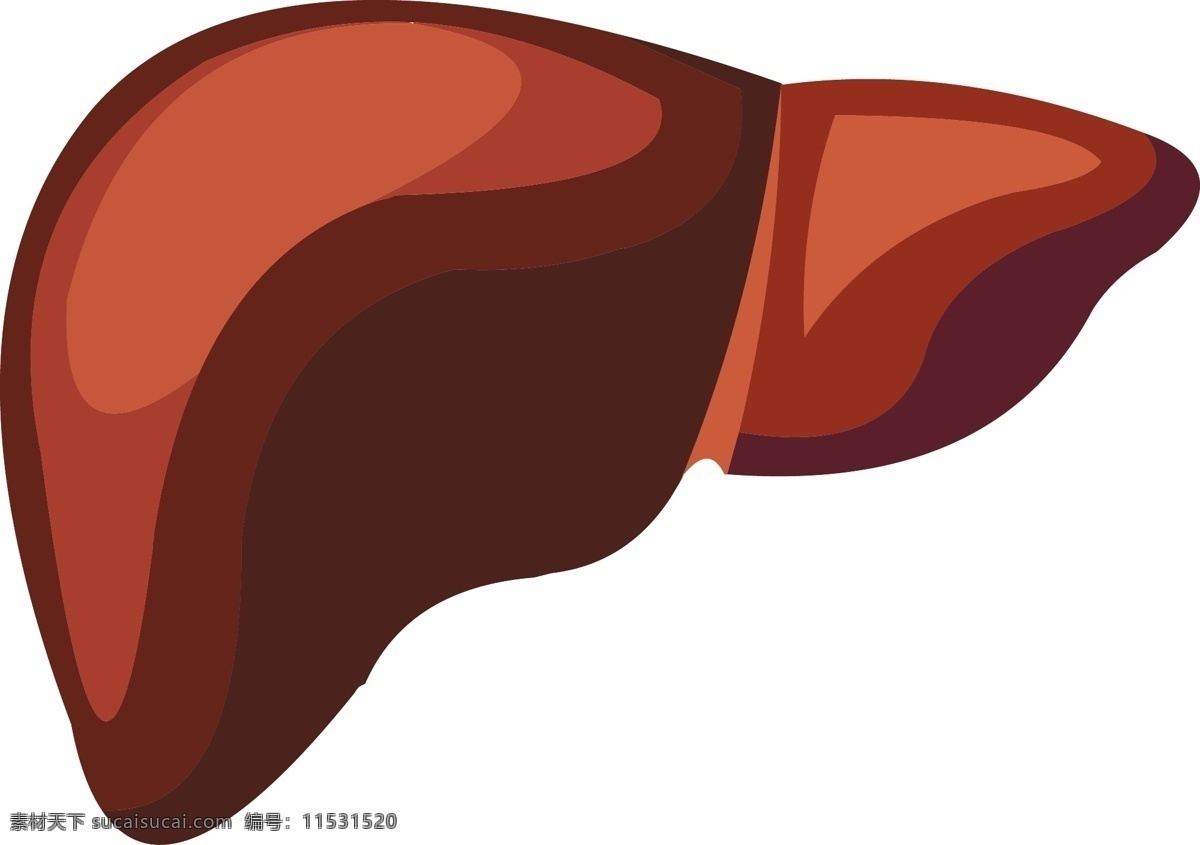 手绘 人体 器官 肝脏 矢量 免 抠 肝脏结构 肝 器官结构 手绘器官 人体器官 矢量器官 器官图 五脏六腑 脏器 卡通器官