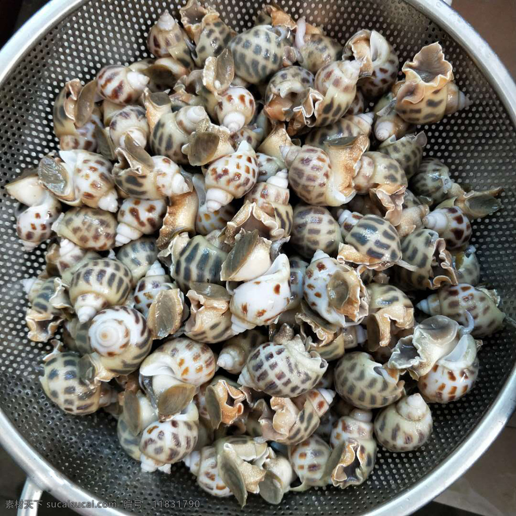 海螺 海鲜 海产品 田螺 螺丝 餐饮美食 食物原料